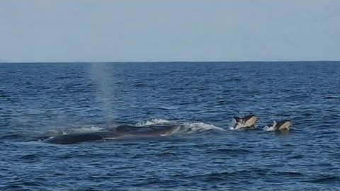 Fin whales in Cornwall!