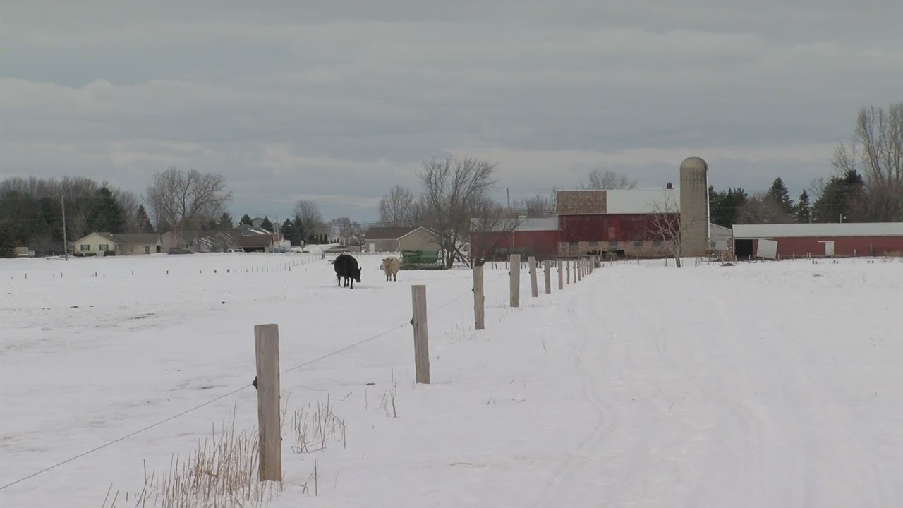 Life on the Farm: Raising Beef Cattle