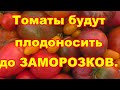 Подкормка томатов в августе продлит плодоношение до заморозков