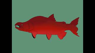 Spawning King Salmon Quick draw