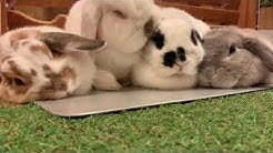 うさぎカフェ もふれる Youtube