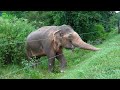 Tourists get too close to a giant Asian elephant in Sri Lanka. Unexpected friendliness