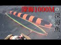 新色のオリカラで釣れた黒い奴【深海ジギング・deepseajigging】