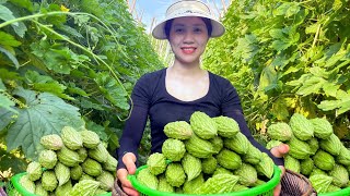 Harvest bitter melon and prepare available dishes at home