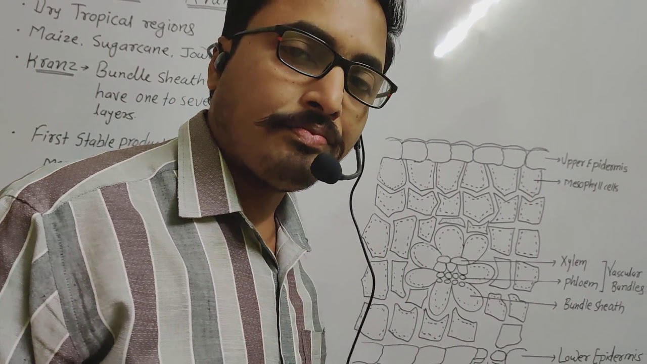 EP 10 KRANZ ANATOMY C4 Plants Features Of Bundle Sheath Cells