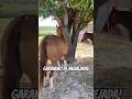Garanhão de vaquejada!♥️🥰🫶🏻🐎🐎🏡🐂🏇🏻🏇🏻