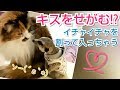 ﾐｰｱｷｬｯﾄ&ﾒｲﾝｸｰﾝ　マッサージでふたりのイチャイチャを割って入るσ(^_^)からの～可愛い寝落ち❤️
