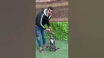 تعليم كلبه امر التحيه 