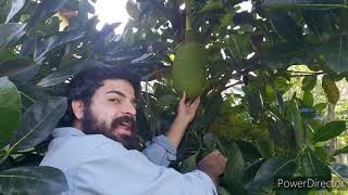 La fruta mas grande del mundo y que puede cambiar el mundo,Jackfruit