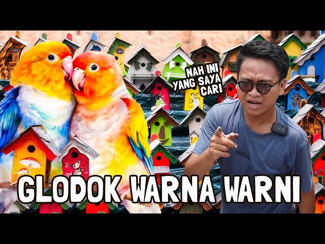 GLODOK WARNA WARNI UNTUK KANDANG AVIARY LOVE BIRD | HASILNYA KEREN BANGEEETT class=