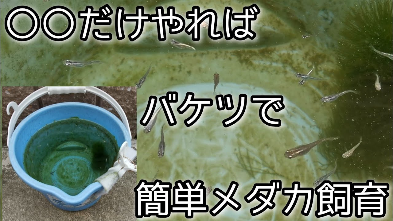 Medaka Factory バケツ1つで簡単メダカ飼育 ただ 夏場にほぼ毎日 だけは欠かさずやってください Youtube