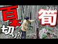 タケノコ退治第二弾！手鋸で100本以上切り倒します！