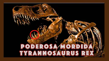 ¿Qué animal tiene una mordida más fuerte que el Rex?