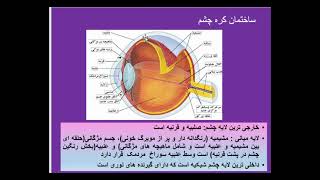 زیست2 فصل2 گفتار2-ساختار چشم انسان