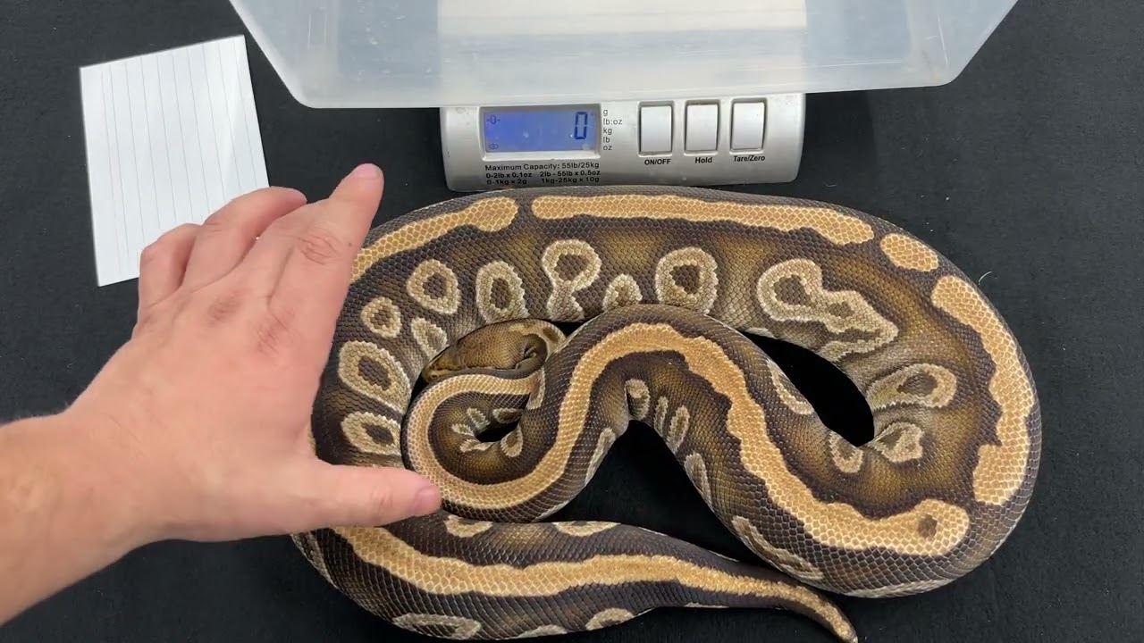 How Big Do Ball Pythons Get?
