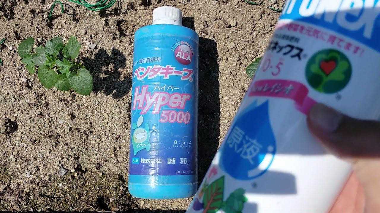 安くて使いやすい 効果と倍率 ハイポネックス原液の使い方 さいこうやさい 安くて使いやすい 効果と倍率 ハイポネックス原液の使い方 さいこうやさい