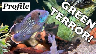 Green Terror Fish Profile!