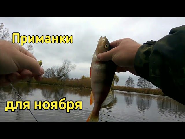 На что ловить окуня в ноябре/отличный клев.