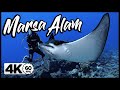 Diving Egypt / Marsa Alam | GoPro HERO 8 4K 60FPS