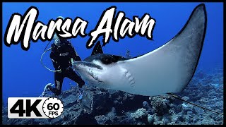 Diving Egypt / Marsa Alam | GoPro HERO 8 4K 60FPS