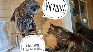 Cloudberry the cat motivates Kofi the owl to walk and share mice