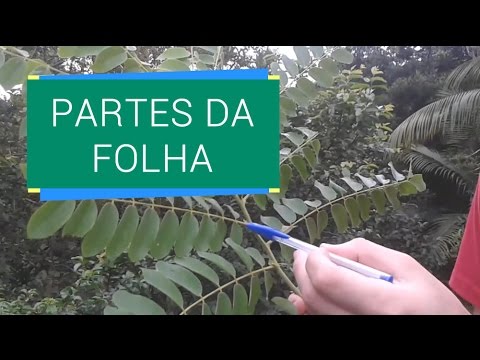 PARTES DA FOLHA