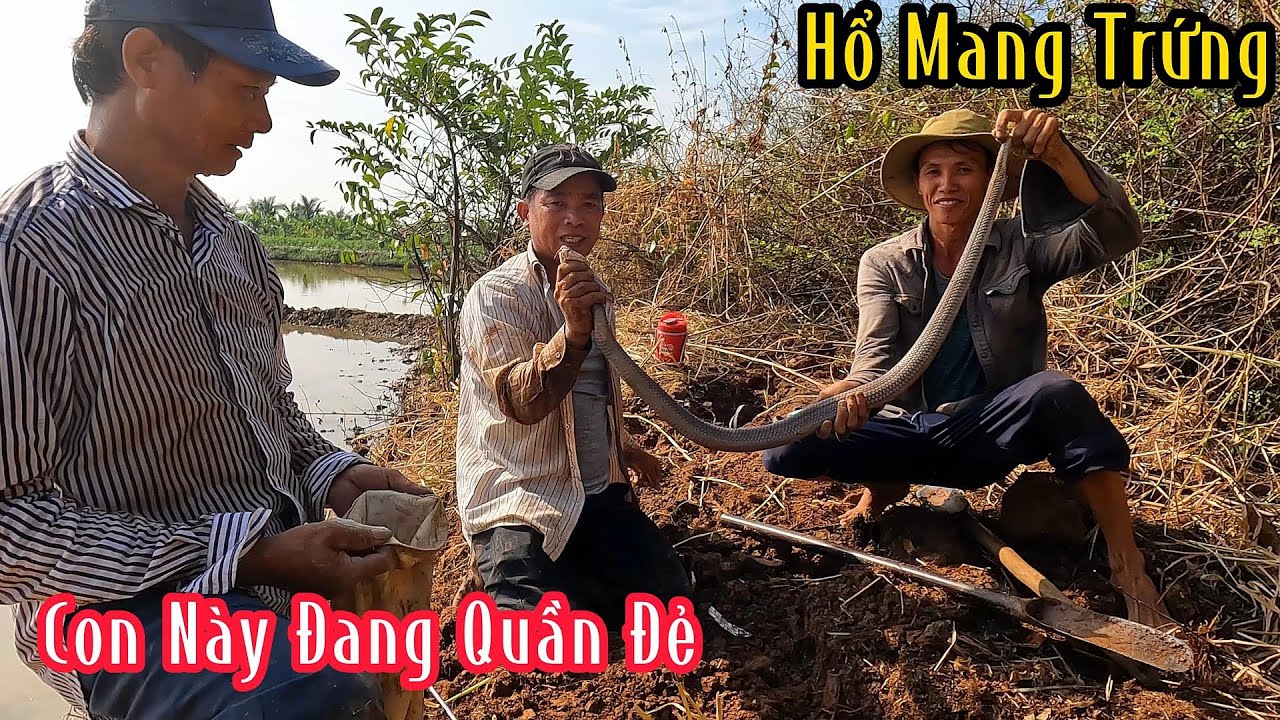 Hên Là Bắt Được Con Hổ Mang Đang Ôm Trứng Không Thôi Là 1 Bầy Rắn Độc Tại Khu Này | Mười Thương SB