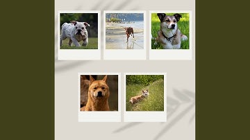 Excellent Ambience for Lazy Puppy Afternoons