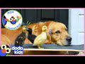 30 Minutes Of Mama Animals And The Babies Who Love Them | Animal Videos For Kids | Dodo Kids