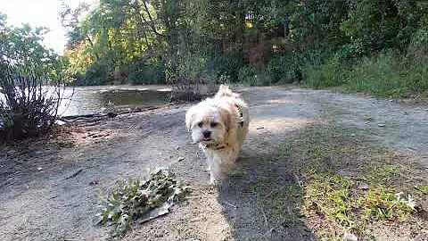 A Stroll Around Walden Pond- Trails & Tales