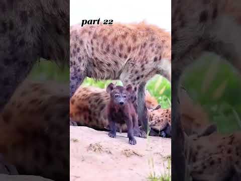lion stalking hyena #animals #wildlife #wildanimals #foryou #fyp