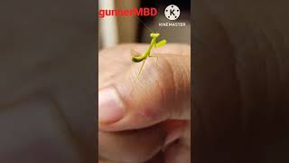 Insects Dancing