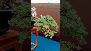 bonsai cantik manis#shorts