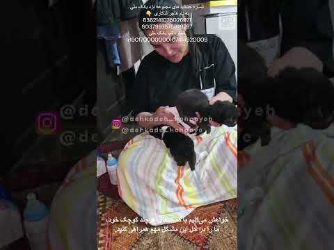 جنگ جهانی همشیره ها برای شیشه شیر و آغوش مامان    