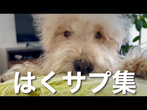 白菜を見て飛びつく愛犬特集wレイクランドテリア