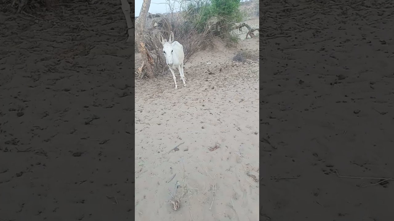 Donkey Is Waiting For Me Viral Animals Donkeys Donkeyfarm Viralvideo Reels Shorts