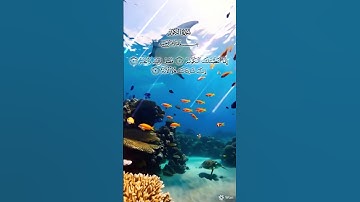تلاوة خاشعة #سورة الكوثر#تملأ القلب بالسكينة 🌿✨#short#coran# #اكسبلور #المصحف  #حالات_واتس  #تيك_توك