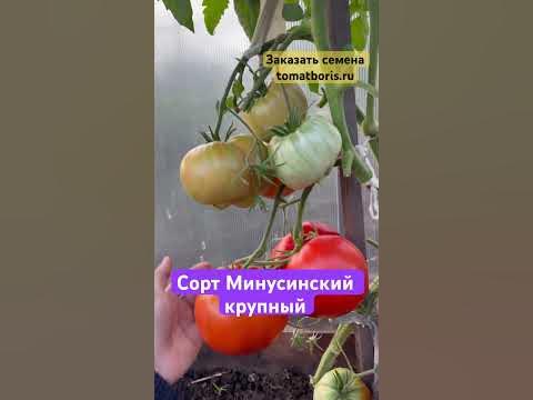 Сорт Минусинский крупный 🍅ЗАКАЗАТЬ СЕМЕНА: https://tomatboris.ru ...