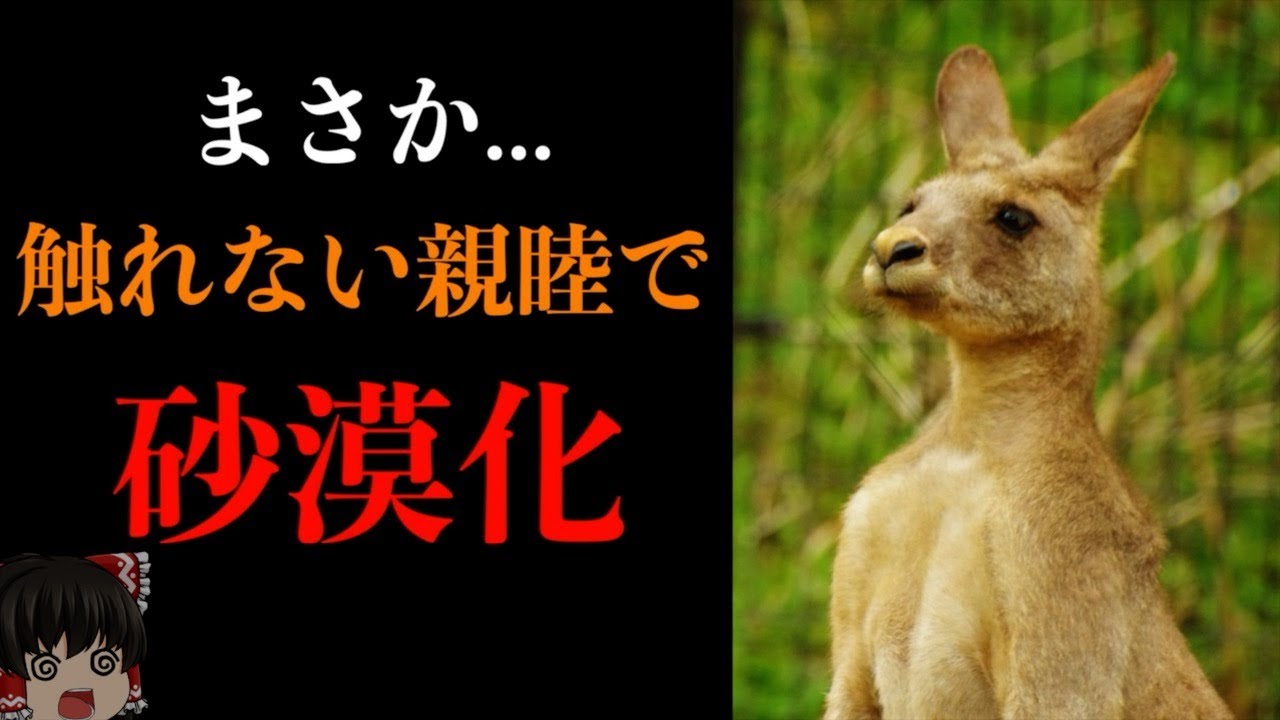 筋肉だけじゃない!カンガルーの社交性が砂漠化を進行させる理由【ゆっくり解説】