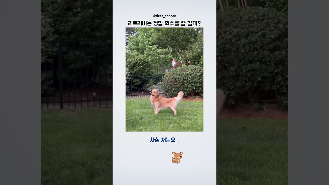 골든 리트리버는 정말 회수를 잘 할까?
