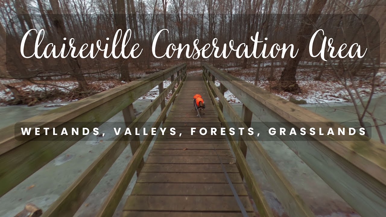Winter Solitude at Claireville Conservation Area
