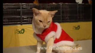 Crazy Cats In Santa Claus Dress