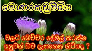 මොණරකුඩුම්බිය වලට මෙච්චර දේවල් කරන්න පුලුවන් කියලා දැනගෙන හිටියද  Monarakudumbiya මොණරකුඩුම්බිය