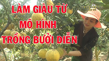 Làm giàu từ mô hình trồng Bưởi diễn|Nhà nông làm giàu