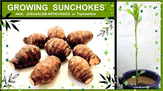 Growing Sunchokes /Jerusalem Artichokes in Containers or Pots