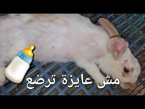الارنبة مش راضية ترضع خلفتها ونافق الخلفة كل يوم اعمل ايه
