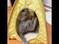 【iPhone動画】ポンポンをはむはむするムッち君