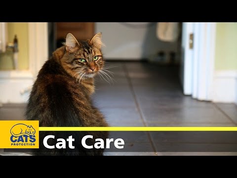 Video: Proč Claw Care udržuje kočky šťastný