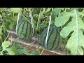 The Success Of Watermelon Farming Japan | Japanese Agriculture