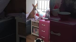 Bull Terrierathena And Pughurley